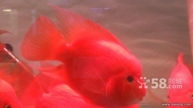 龍魚和鸚鵡魚混養(yǎng)嗎鸚鵡和龍魚能和什么魚混養(yǎng)嗎：財神鸚鵡和龍魚混養(yǎng)鸚鵡魚能和什么魚混養(yǎng)嗎