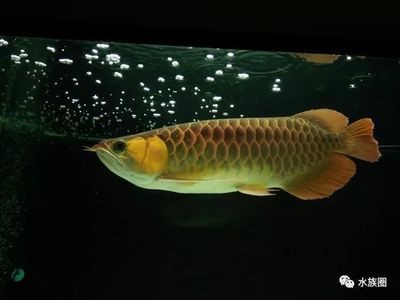 古典金龍魚用什么顏色的燈光好：古典金龍魚用什么顏色好