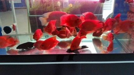 龍魚跳缸后會不會死