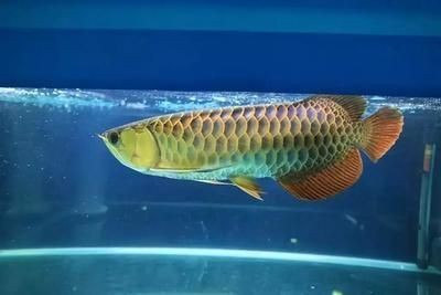 2024世界龍魚錦標(biāo)賽事故視頻（2017長(zhǎng)城杯世界龍魚錦標(biāo)賽事故視頻大全）