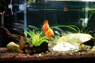 魚缸過濾系統維護周期：夏季魚缸過濾系統的維護周期，魚缸過濾系統的維護周期 魚缸過濾系統維護周期：夏季魚缸過濾系統的維護周期，魚缸過濾系統的維護周期 魚缸百科 第5張
