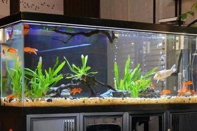魚缸過濾系統維護周期：夏季魚缸過濾系統的維護周期，魚缸過濾系統的維護周期 魚缸過濾系統維護周期：夏季魚缸過濾系統的維護周期，魚缸過濾系統的維護周期 魚缸百科 第1張