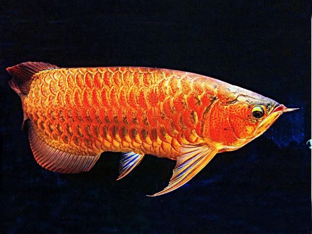紅龍魚圖片:紅龍魚原產地