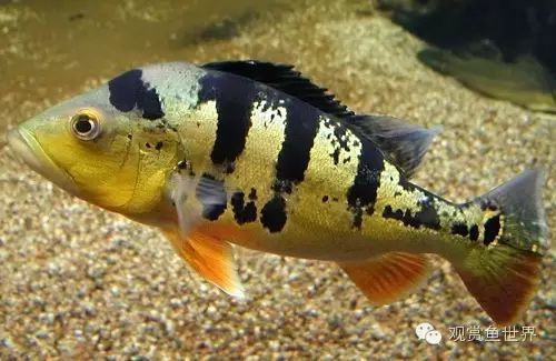 三間魚哪個(gè)品種最大