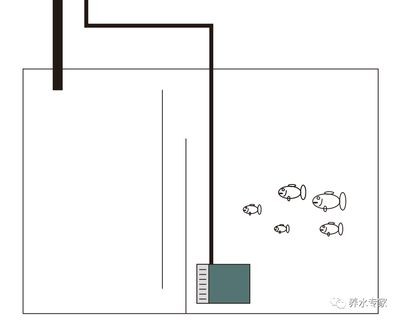 魚缸濾水裝置安裝：如何選擇魚缸過濾器,魚缸過濾器常見故障及解決，魚缸水質清潔技巧