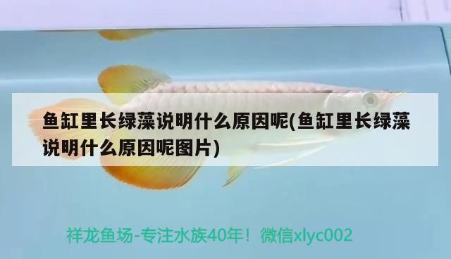 銀龍魚的品種，銀龍魚品種介紹圖片大全