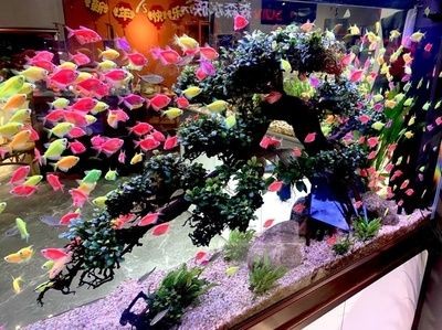 睿美1號魚缸怎么樣值得買嗎：睿美1號與森森魚缸對比,睿美1號適合養哪種魚缸