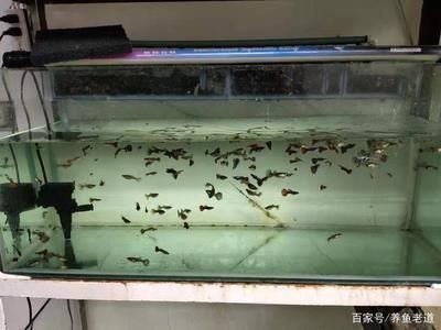 如何改善大白鯊魚苗的水質，大白鯊魚苗的水質對其健康和成長至關重要