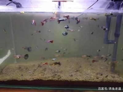 如何改善大白鯊魚苗的水質，大白鯊魚苗的水質對其健康和成長至關重要