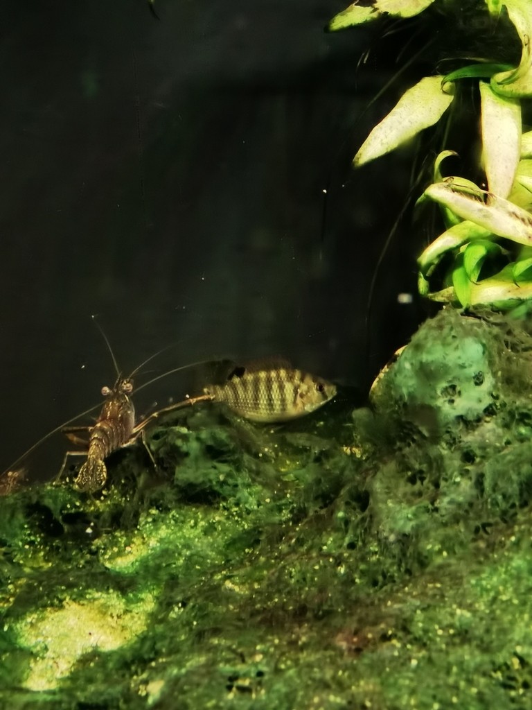 河里抓的