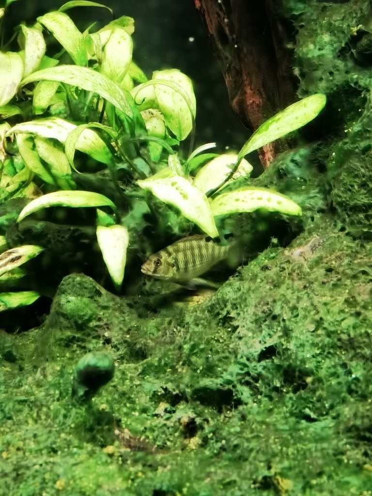 河里抓的