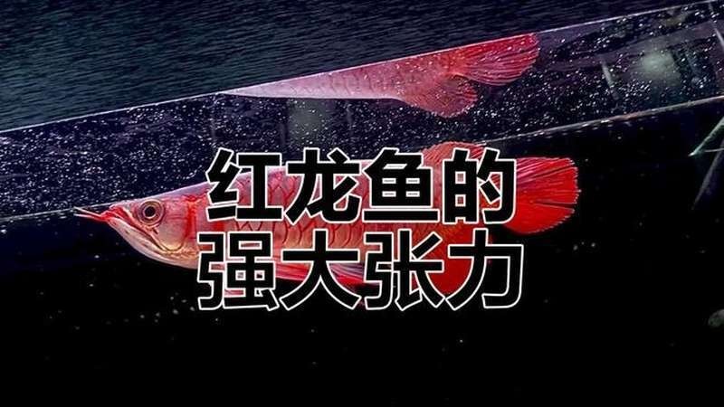 給我推薦一些深海紅龍魚(yú)的視頻資源
