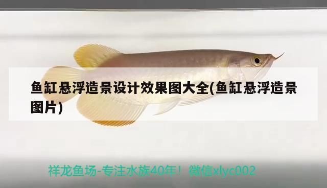 異型魚魚缸造景效果圖：異型魚魚缸造景效果圖詳情
