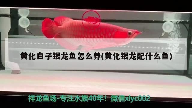 黃化白子銀龍魚怎樣養發色，黃化白子銀龍魚養發色需要特定的飼養環境和飼料選擇