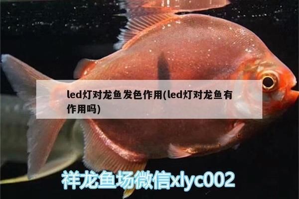 黃化白子銀龍魚怎樣養發色，黃化白子銀龍魚養發色需要特定的飼養環境和飼料選擇