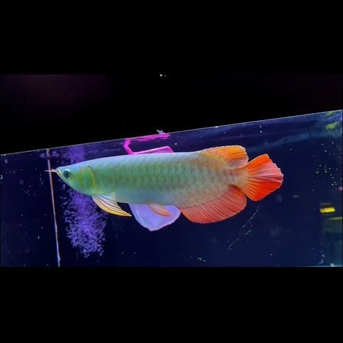 銀龍魚和紅龍魚能混養嗎圖片