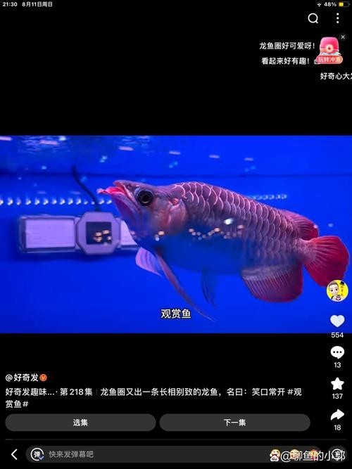 銀龍魚和紅龍魚能混養嗎圖片