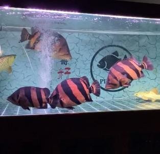 銀龍魚和紅龍魚能混養嗎圖片