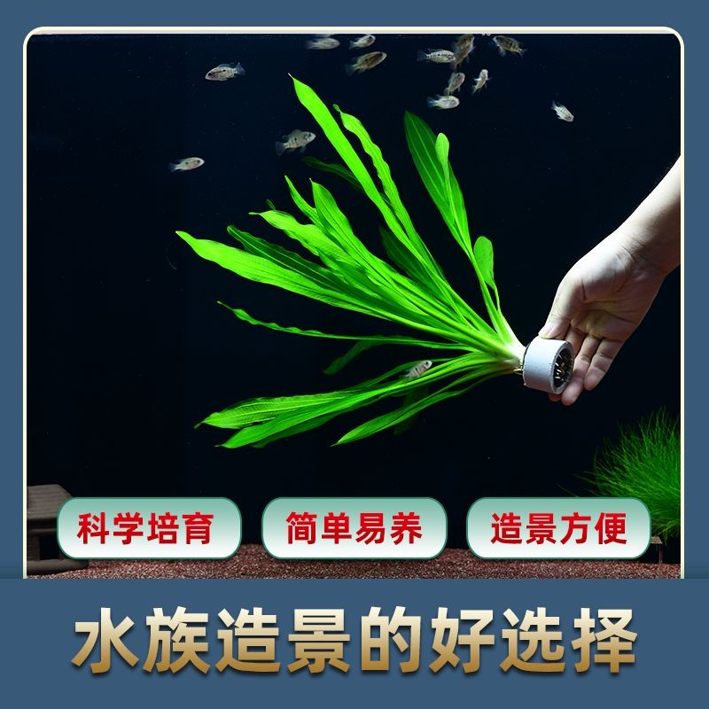 皇冠魚缸的養護技巧：如何打造皇冠魚缸