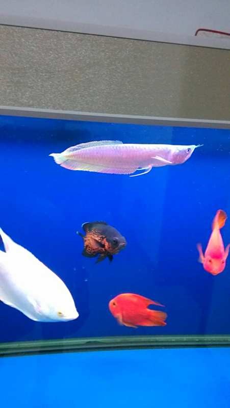 銀龍魚水溫高了是不是不吃飼料了呀(銀龍魚水溫高了是不是不吃飼料了呀怎么回事)