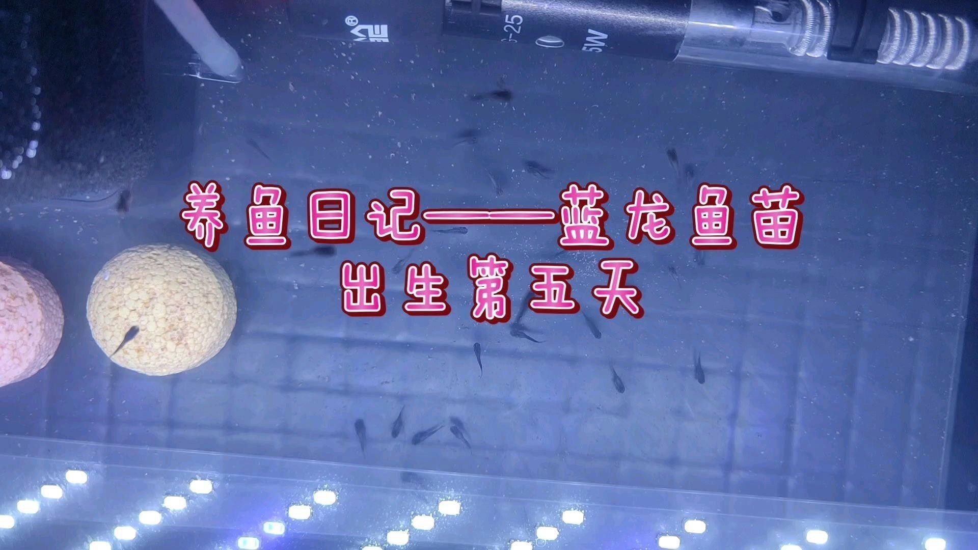 如何獲取藍龍寶寶和紅龍寶寶？