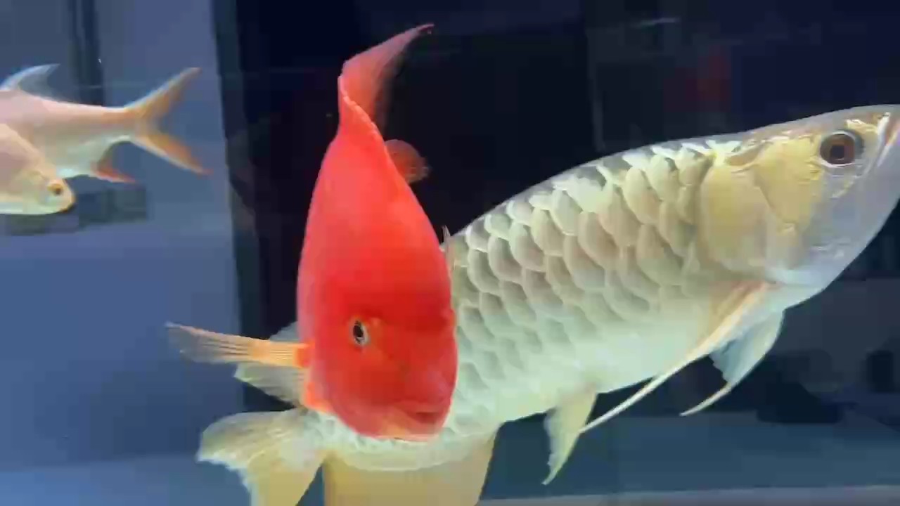 飼養了6年118天，撞缸，內傷魚瞟壞了，浮背，歷時16天，今天恢復，生命的神奇。愿一切安好。