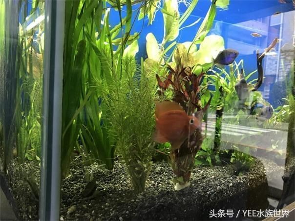 魚缸使用年限（魚缸使用壽命受多種因素影響） 魚缸使用年限（魚缸使用壽命受多種因素影響） 魚缸百科 第5張
