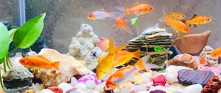 森森魚缸型號圖