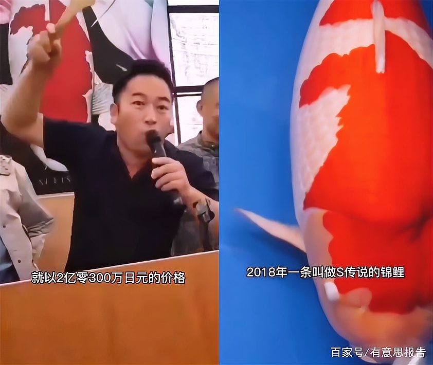 龍魚飼養成本高嗎？