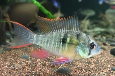 魚缸水質管理的全面指南：魚缸換水的全面指南