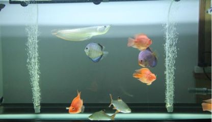 魚缸水質管理的全面指南：魚缸換水的全面指南