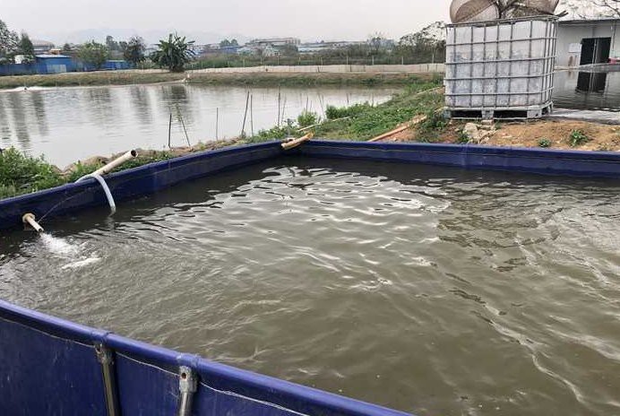 淡水對蝦