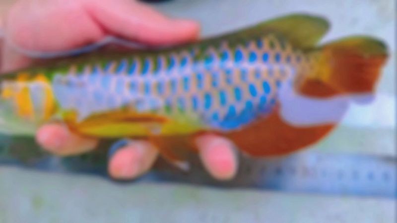 七彩金龍魚(yú)視頻