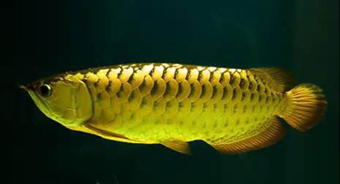 血紅金龍魚圖片大全欣賞