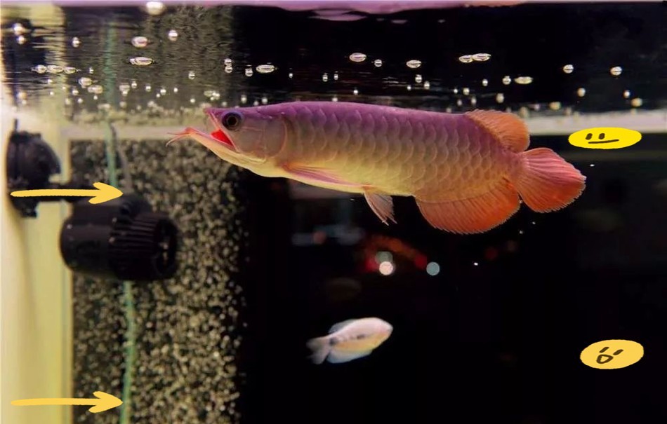 紅龍魚魚缸鑒賞