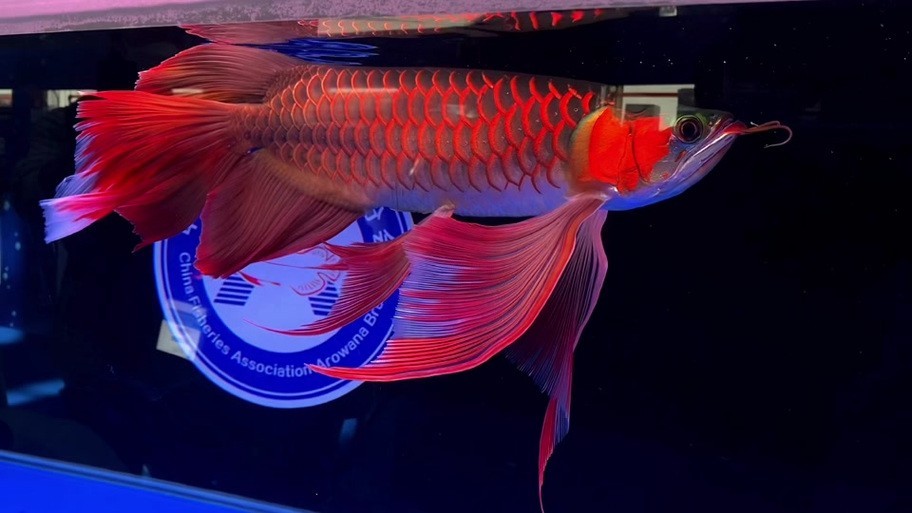 如何判斷鳳凰紅龍魚的品質