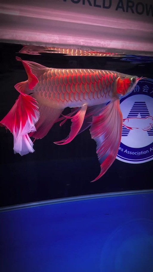 如何判斷鳳凰紅龍魚的品質(zhì)