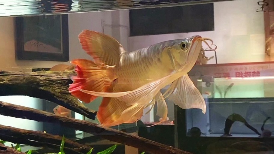 如何判斷鳳凰紅龍魚的品質