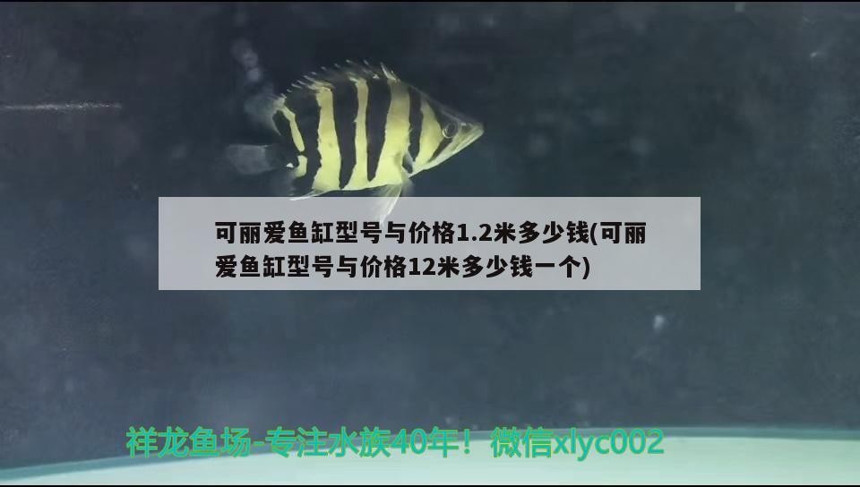 銀龍魚高背與過背圖解大全銀龍魚高背與過背圖解大全圖片，銀龍魚高背與過背圖解大全