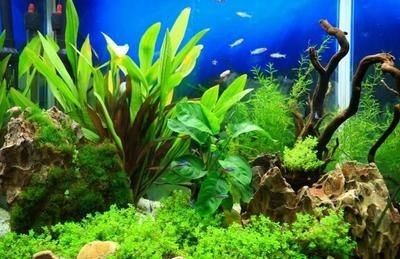 戶外魚缸冬季如何養護？：戶外魚缸冬季養護水草的建議和推薦水草的建議和推薦