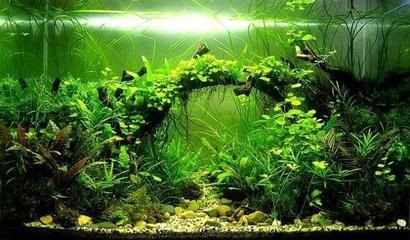戶外魚缸冬季如何養護？：戶外魚缸冬季養護水草的建議和推薦水草的建議和推薦