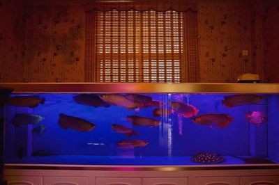 龍魚真的可以擋災嗎圖片高清：龍魚死亡的科學解釋