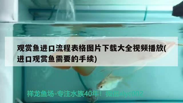 銀龍魚和什么魚混養(yǎng)搭配，銀龍魚和什么魚混養(yǎng)好