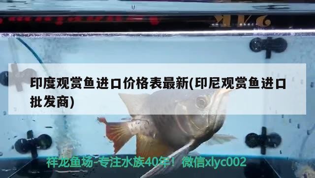 銀龍魚和什么魚混養(yǎng)搭配，銀龍魚和什么魚混養(yǎng)好