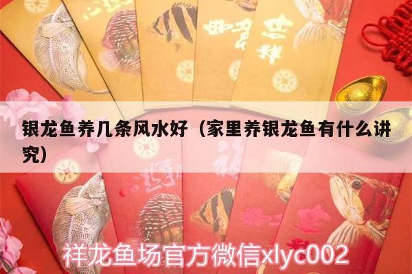 銀龍魚鱗片潰爛