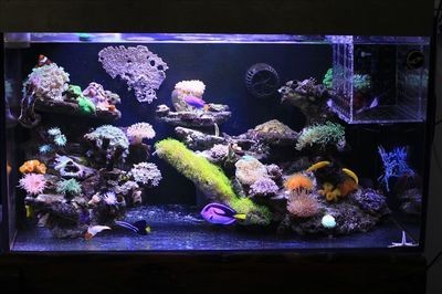 淡水魚缸養珊瑚能養珊瑚的注意事項和注意事項：淡水魚缸養珊瑚養殖珊瑚的注意事項和注意事項