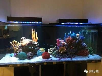 淡水魚缸養珊瑚能養珊瑚的注意事項和注意事項：淡水魚缸養珊瑚養殖珊瑚的注意事項和注意事項