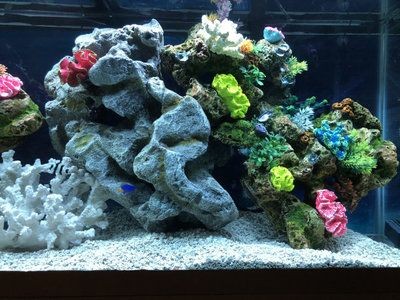 淡水魚缸養珊瑚能養珊瑚的注意事項和注意事項：淡水魚缸養珊瑚養殖珊瑚的注意事項和注意事項