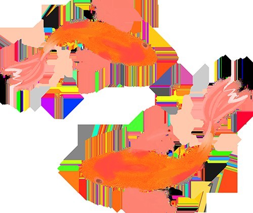 2025福州金魚大賽參賽攻略