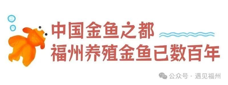 2025福州金魚大賽參賽攻略